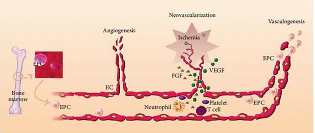 Figure  1.4:  L’implication  des  EPCs  dans  la  néo-vascularisation  post-natale.  (EPC:  Cellule  Progénitrice 