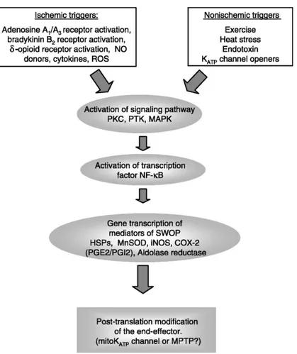 Figure  3.  Mécanismes  de  la  phase  tardive  du  préconditionnement  ischémique  (24-72 
