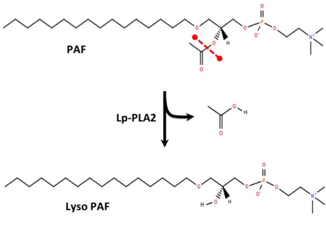 Figure  1.  Hydrolysis  of  PAF  by  Lp-PLA 2  (PAF-AH).  Chemical  structure  for  PAF  was  obtained from Lipid maps