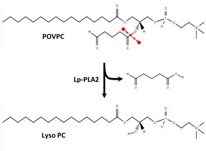 Figure 2. Hydrolysis of an oxidized phospholipid (POVPC) by Lp-PLA 2. Chemical structure  for POVPC was obtained from Lipid maps