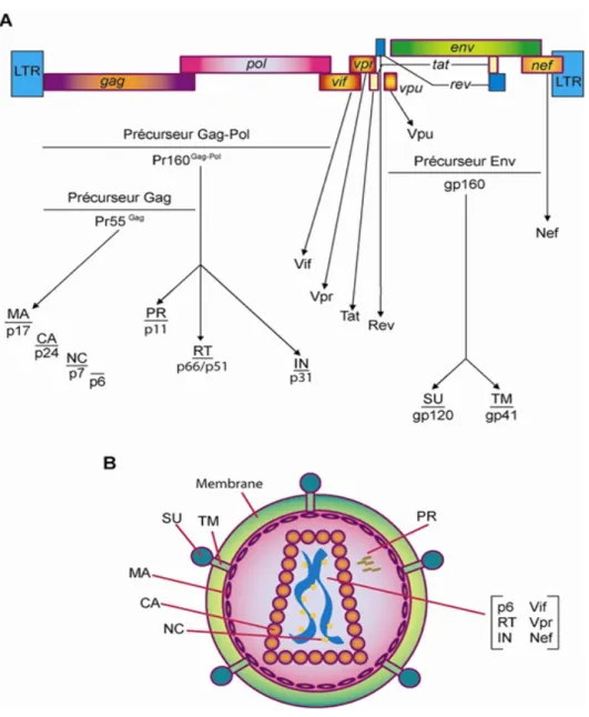 Figure 2 : A) Organisation génomique du VIH-1 et B) Morphologie d’un virus mature  Tiré de : Annual Review of Biochemistry, Vol