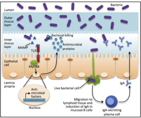 Figure 9. La boucle rétroactive de l’immunité innée et adaptative participe à la régulation des  interactions bactériennes avec les surfaces mucosales