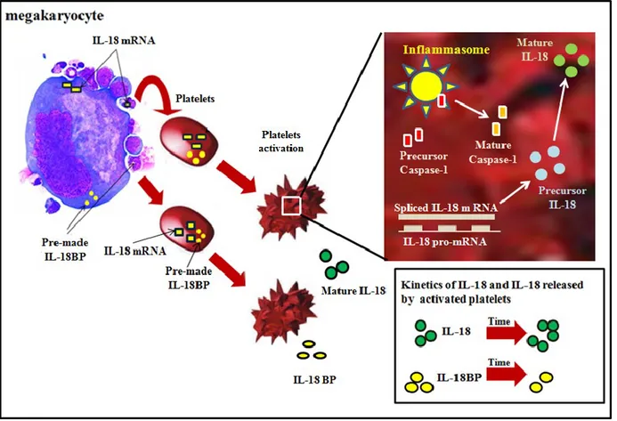 Figure 9. The theoretical model of IL-18 and IL-18BP release from human platelets.  Pre-made  IL-18BP  derived  from  megakaryocytes  is  stored  in  platelets  and  is  released  constitutively  as  well  as  upon  activation