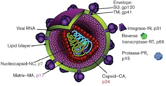 Figure 2: HIV-1 virion structure. 