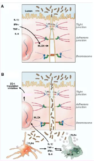 Figure  4:  Possible  molecular  mechanisms  implicated  in  intestinal  epithelial  barrier  disturbance 