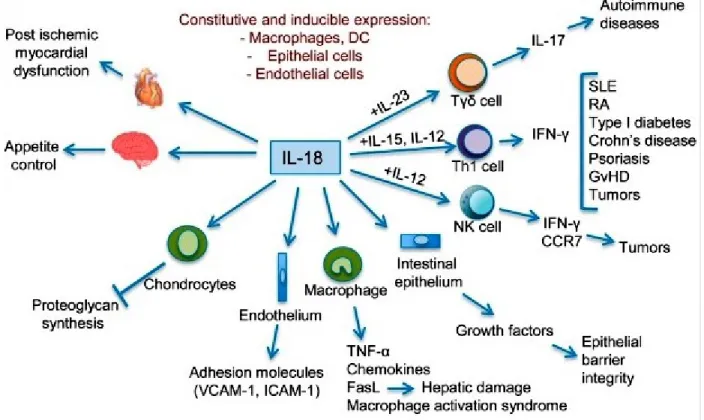 Figure 7: IL-18 in Innate and Adaptive Immunity. 