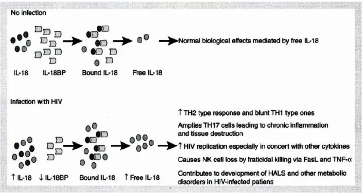 Figure 8: Imbalance between IL-18 and IL-18BP production during HIV infection.  Potential influence of IL-18 in HIV pathogenesis