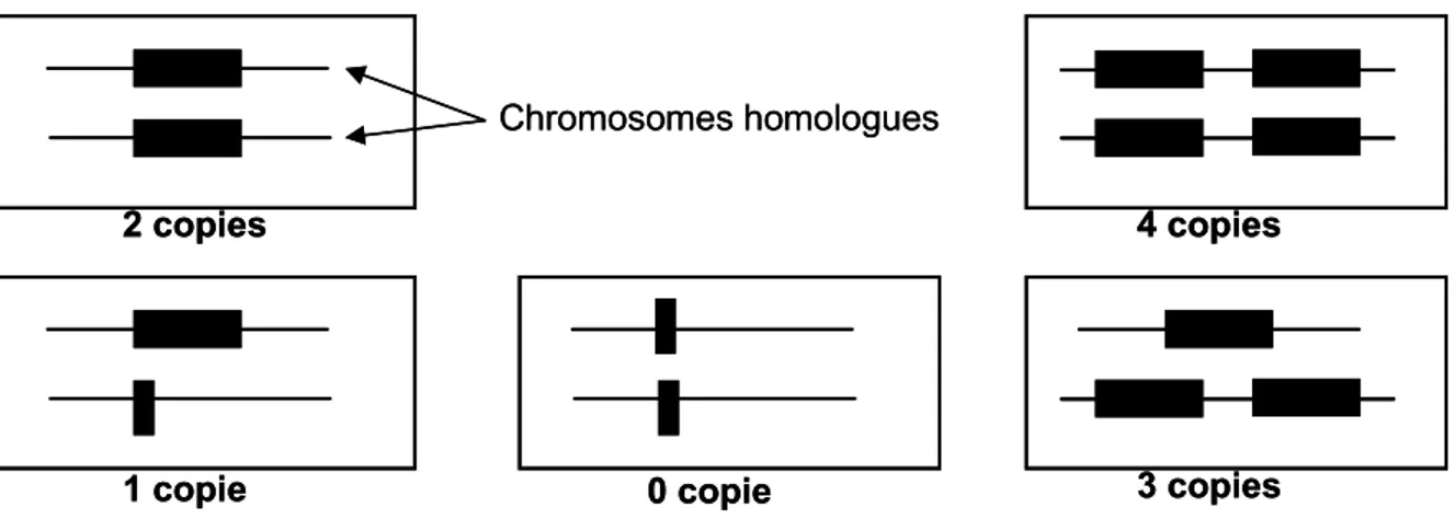 Figure 4 : Représentation de la diversité génétique générée par les CNV. 