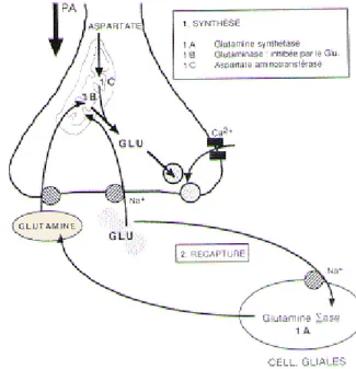 Figure 6 : Voies de synthèse du glutamate 