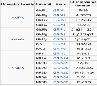 Figure 7 : Récepteurs ionotropiques au glutamate  (Adapté de Waxman, Molecular neurology, 2007) 