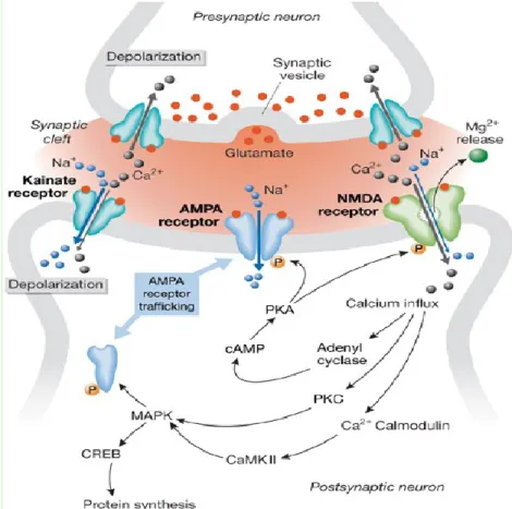 Figure 9 : Récepteurs glutamatergiques et plasticité synaptique 