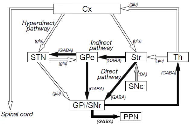 Figure 2 : Organisation des connections entre les différentes structures des noyaux gris centraux.