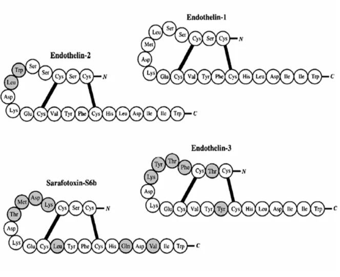 Figure 1: Structure of the Endothelins. Amino acid sequences of the three members of  the endothelin family and of the structurally related snake venom toxin sarafotoxin S6b