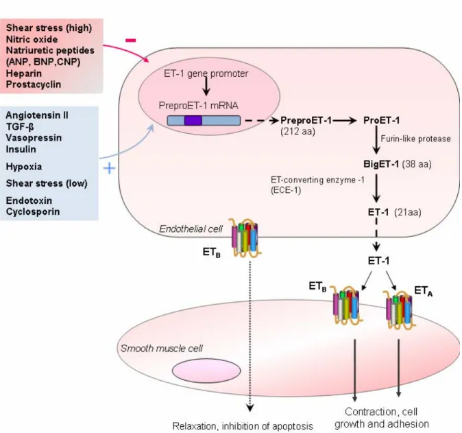 Figure 2: Factors affecting regulation of ET-1 synthesis and its subsequent ET receptor mediated actions on  vascular smooth muscle cells
