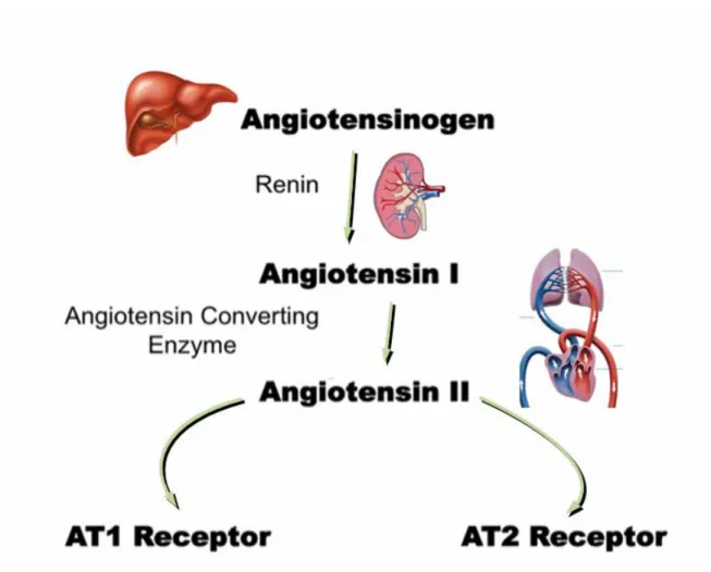 Figure 5: Synthesis of Angiotensin II (Ang II) by the renin-angiotensin system (RAS).   Angiotensinogen, a plasma α-glycoprotein, synthesized by the liver and always present in the  plasma in high concentration, is cleaved in the circulation by the asparty
