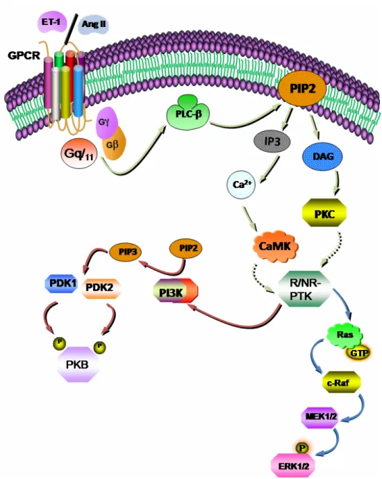 Figure 8: Vasoactive peptide-induced activation of the phosphoinositide cascade through  GPCR activation in VSMC
