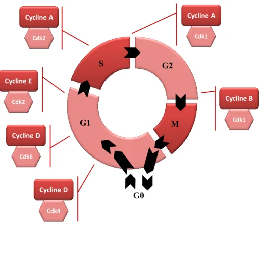Figure 4 : Les quatre phases du cycle cellulaire et la phase G0, et interventions  des différents complexes Cycline / CDK au cours du cycle cellulaire  
