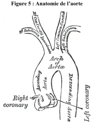 Figure 5 : Anatomie de l’aorte 