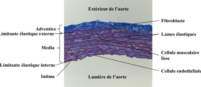 Figure 6 : Section transversale d’aorte thoracique de rat Sprague-Dawley  