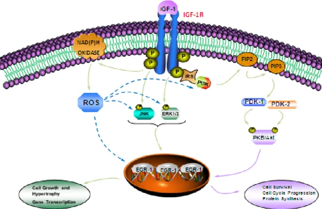 Figure 1.6 Schematic model of signaling pathways involved in IGF-1-induced Egr-1  expression in A10 vascular smooth muscle cells (VSMC)  