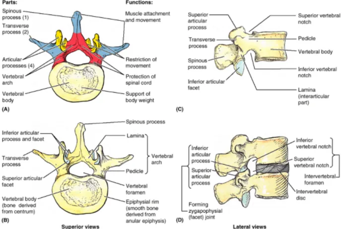 Figure  2    Représentation  shématique  des  éléments  osseux  d’une  vertèbre  lombaire.Tiré  de  Clinically Oriented Anatomy,5th,p480  5