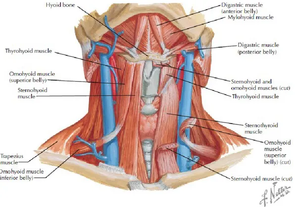 Figure 1: L’anatomie du cou. Tirée de Netter’s Head an Neck Anatomy for Dentistry 3 . Norton Première  édition