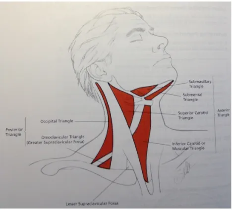 Figure 2: Les triangles anatomiques du cou. Tirée de Janfaza P Surgical anatomy of the Head and Neck 4  Première 