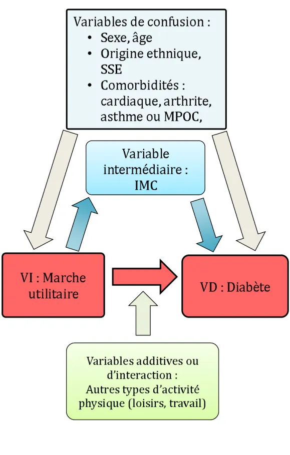 Figure 1 : Cadre conceptuel de la relation entre la marche utilitaire et le diabète de  type 2 