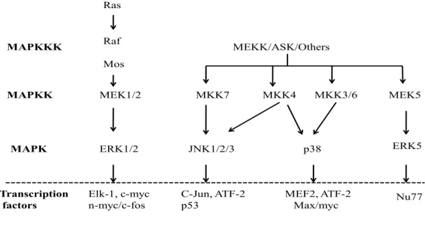 Figure 5. MAP kinase signal transduction pathway .  The phosphorylation of various mitogen activated protein (MAP) kinase,  ERK, JNK, and p38 leads to activation of specific transcriptions factors