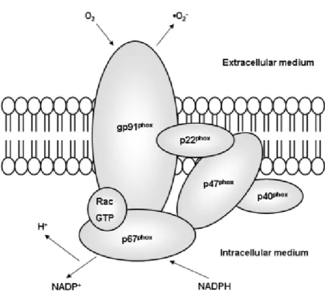 Figure 1: Structure of NAD(P)H oxidase (Reprinted from Rabelo et al. 57 ).  NADPH oxidase consists  of the membrane-bound gp91 phox  and p22 phox , the cytosolic proteins p47 and p67, and a low  molecular-weight G protein (rac)