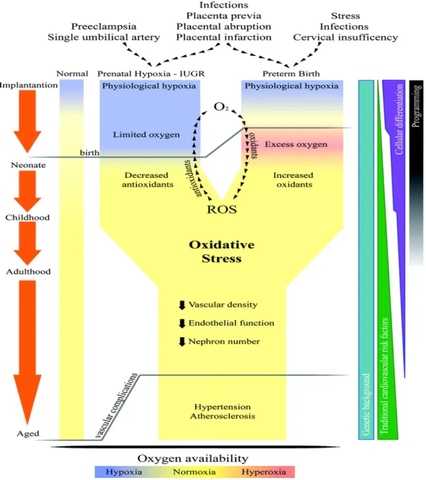 Figure 4: Representation of potential common pathways in the ‘fetal origins of adult disease’  theory (Reprinted from Davidge et al