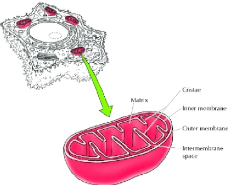 Figure 5: Structure of a mitochondrion (Reprinted from Cooper et al. 100 ). 