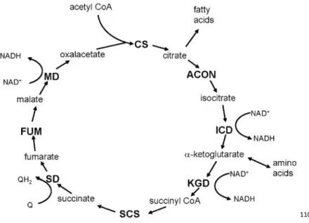 Figure 6: Overview of the Citric Acid Cycle (Reprinted from Berg et al. 109 ) The citric acid cycle  oxidizes two-carbon units, producing two molecules of CO 2 , one molecule of GTP, and high-energy  electrons in the form of NADH and FADH 2 