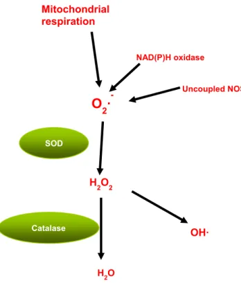 Figure 10: Selected pathway of ROS formation and neutralization 