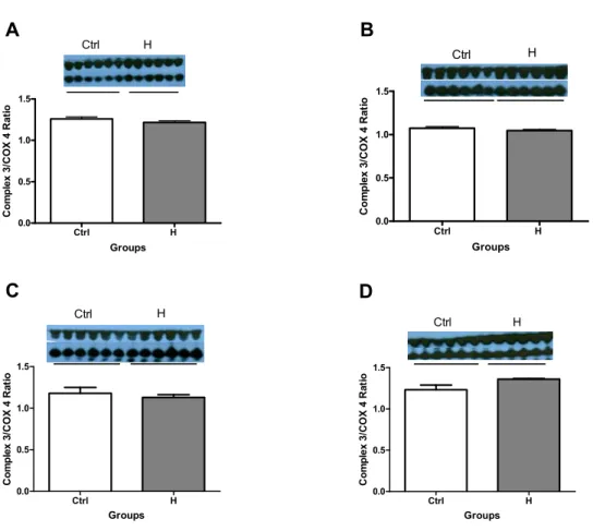 Figure 3: Complex 3 Protein Expression.  Complex 3 protein expression (assessed by Western  blotting and expressed as a ratio of COX4 expression; see Methods) in kidneys from 16 week old  adult male (A) and female (B) rats, and 4 week old male (C) and fema