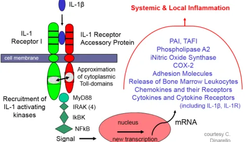 Figure 6: Intracellular signalling targets of IL-1R1 and downstream effects(37) 