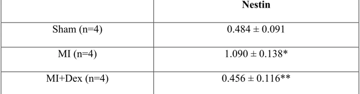 Table 1 . Non infarcted Left Ventricular Nestin Protein levels of  sham and MI rats treated with 0.1 mg/kg Dexamethasone 