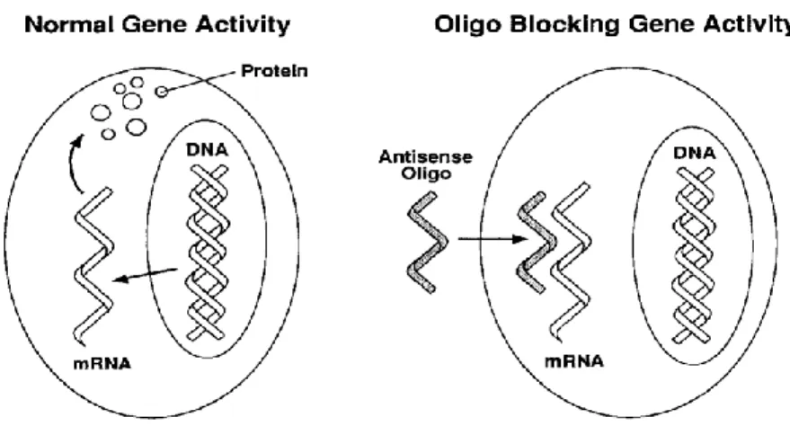 Figure  1.2:  The  basic  principle  of  Antisense  therapy.  Normal  protein  synthesis  is  blocked  by  inhibiting mRNA transcription by Antisense oligodeoxynucleotide  (M.Ian Phillips  2001)