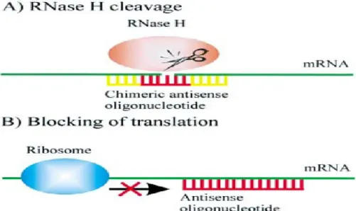 Figure  1.3:  Mechanisms  of  antisense  action.  (A)  RNase  H  cleavage  induced  by  antisense- antisense-oligodeoxynucleotides