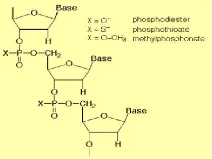 Figure 1.4: Examples of chemical modifications of AS; phosphorothioate and methlphosphonate