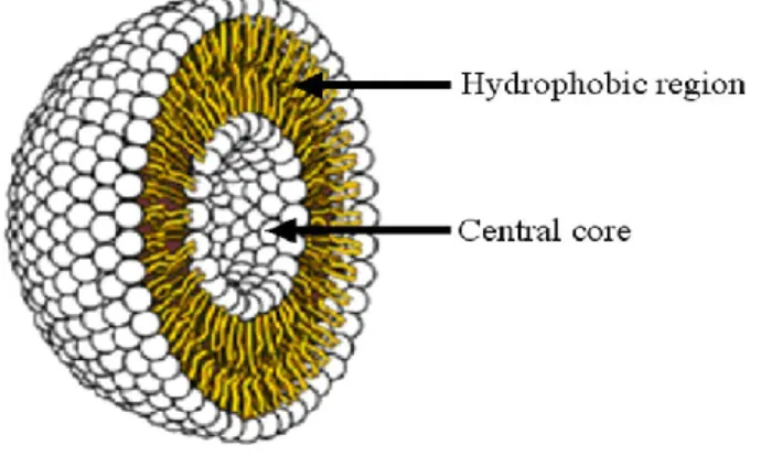 Figure  1.5:  Liposome  structure;  lipid  bilayer  and  central  hydrophilic  core  (Vanniasinghe  et  al