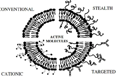 Figure 1.6: Schematic presentation of 4 major liposome types. Conventional liposomes are either  neutral or negatively charged