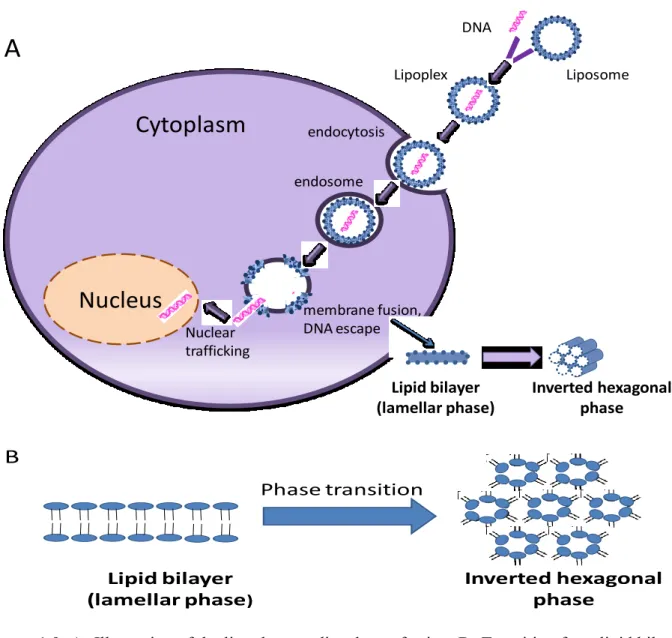 Figure 1.9: A- Illustration of the lipoplex -mediated transfection. B- Transition from lipid bilayer  (lamellar  pahse)  into  inverted  hexagonal  structure  resulting  in  release  of  lipoplexes/DNA from the endosomes and the release of DNA form the lip