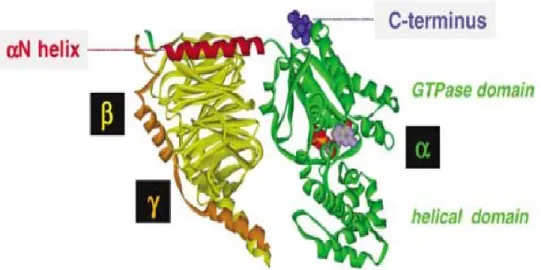 Figure 1.10: Three-dimensional structure of the heterotrimeric G protein showing Gα (green) β  (yellow) γ (orange)