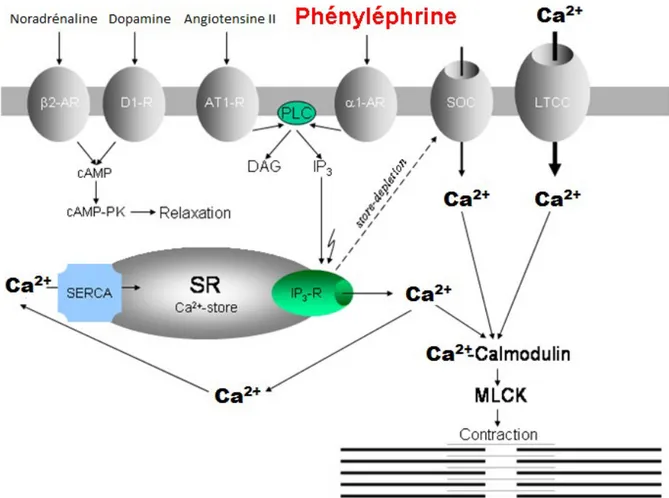 Figure 2. Mécanismes impliqués dans la contraction à la phényléphrine. 
