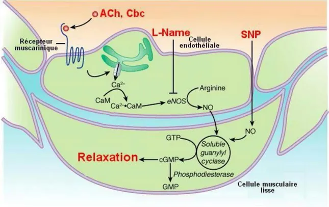 Figure 3. Mécanismes impliqués dans la relaxation à l’acétylcholine. Voie de signalisation de  l’oxyde nitrique (NO) et action de l’acétylcholine (ACh), de la carbamylcholine chloride  (Cbc), du L-Name et du nitroprussiate de sodium (SNP)