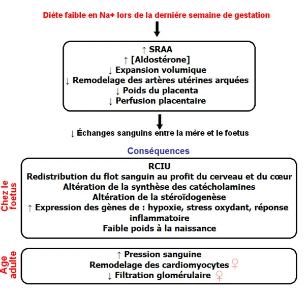 Figure 4. Résumé des conséquences de l’administration d’une diète faible en sodium  (Na + )  lors de la dernière semaine de gestation chez le rat