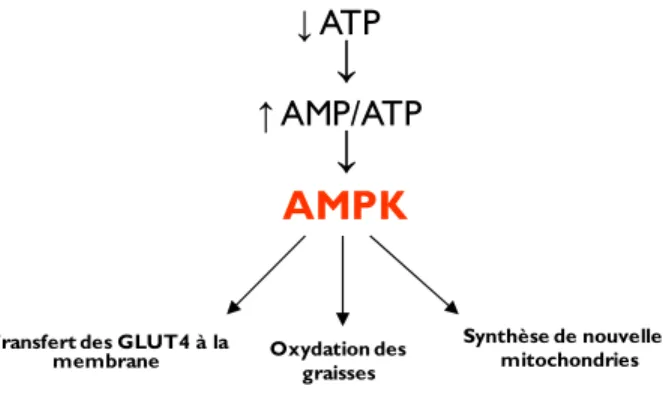 Figure 2. Schéma représentant le rôle de l’AMPK au niveau cellulaire. Une diminution de la quantité d’ATP  intracellulaire fait augmenter le ratio AMP/ATP
