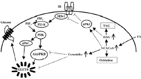 Figure 4. Relation entre l’accumulation d’acides gras libres et le développement de l’insulino-résistance dans le tissu  musculaire (Timmers et al, 2008)