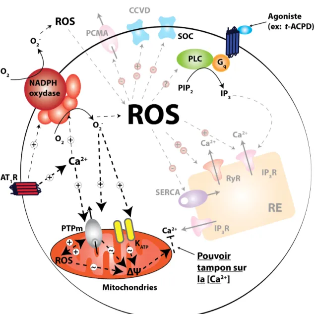 Figure 11. Inhibition de l’effet tampon calcique mitochondrial par l’angiotensine II. Les ROS produites suivant l’activation de la NADPH oxydase par le récepteur AT 1 et